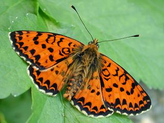 Roter Scheckenfalter Melitaea didyma Spotted Fritillary (24414 Byte)