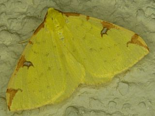 Gelbspanner Zitronenspanner Opistograptis luteolata Brimstone Moth