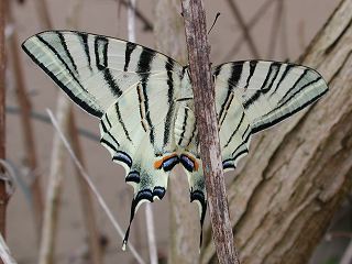 Segelfalter Iphiclides podalirius Scarce Swallowtail