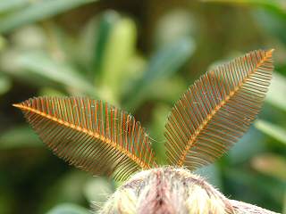 Fhler Mnnchen Isabellaspinner  Graellsia isabellae  Spanish Moon Moth