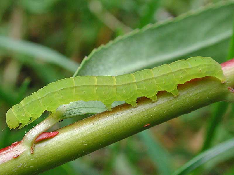 Zackeneule Scoliopteryx libatrix The Herald