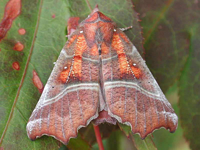 Zackeneule Scoliopteryx libatrix The Herald