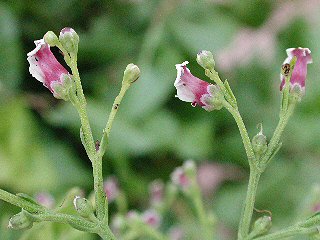 Futterpflanze Raupe Shargacucullia blattariae