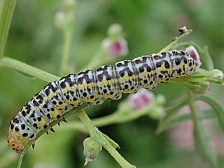 Raupe Shargacucullia blattariae