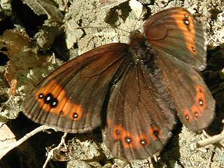 Alpen-Mohrenfalter Erebia triaria Prunner's Ringlet