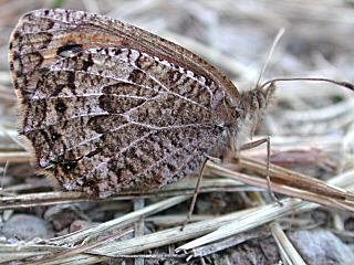 Erebia montana Marbled Ringlet