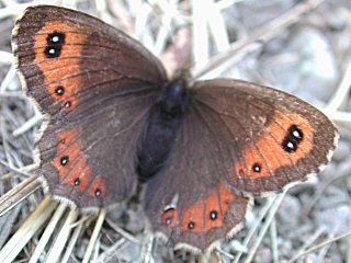 Erebia montana Marbled Ringlet