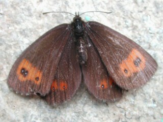 Erebia euryale Larger Ringlet