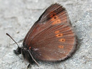 Kleiner Mohrenfalter Erebia melampus Lesser Mountain Ringlet