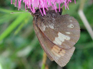 Gelbgefleckter Mohrenfalter Erebia manto Yellow-spotted Ringlet