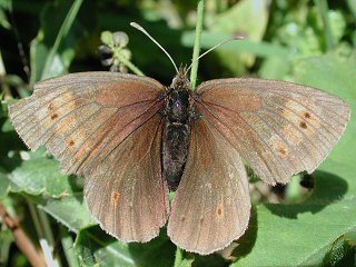 Gelbgefleckter Mohrenfalter Erebia manto Yellow-spotted Ringlet