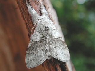 Buchen-Streckfu Rotschwanz Calliteara ( Dasychira ) pudibunda Pale Tussock