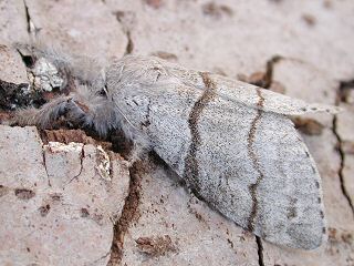 Buchen-Streckfu Rotschwanz Calliteara ( Dasychira ) pudibunda Pale Tussock