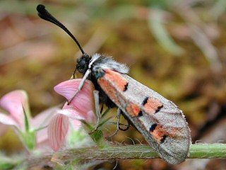 Zygaena rhadamanthus