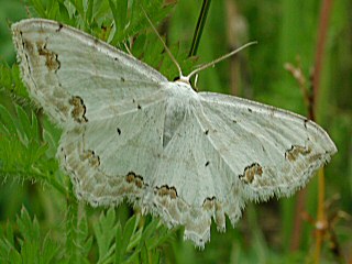 Schmuck-Kleinspanner Scopula ornata Lace Border