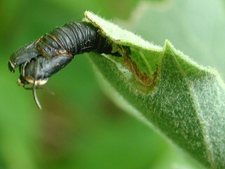 Puppenhlle Eichenwickler Tortrix viridana Green Oak Tortrix