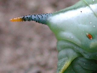 Stachel der Raupe Taubenschwänzchen Kolibri - Schwärmer Macroglossum stellatarum Humming-bird Hawk-moth Wanderfalter