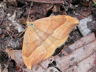 Buchen-Sichelflgler   Drepana cultraria  Barred Hook-tip