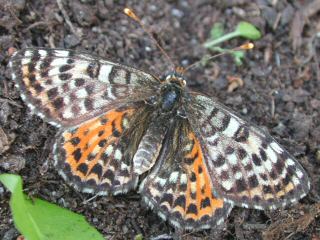 Weibchen Roter Scheckenfalter Spotted Fritillary Melitaea didyma (20944 Byte)