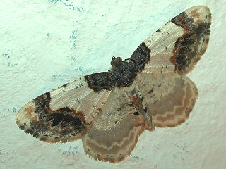 Pfaffenhtchen-Harlekin Ligdia adustata Scorched Carpet