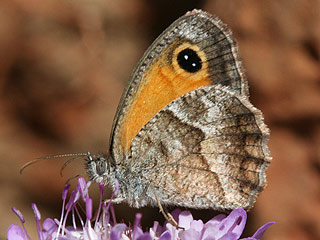 Weibchen Pyronia cecilia Sdliches Ochsenauge Southern Gatekeeper