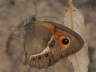 Spanischer Ochsenauge Spanish Gatekeeper Pyronia bathseba 