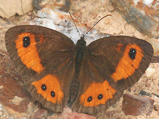 Spanischer Ochsenauge Spanish Gatekeeper Pyronia bathseba 