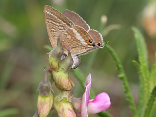 Groer Wanderbluling Lampides boeticus Long-tailed Blue