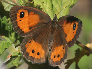 Spanischer Ochsenauge Spanish Gatekeeper Pyronia bathseba 