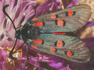 Zygaena rhadamanthus