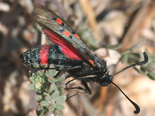 Zygaena rhadamanthus