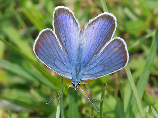 Männchen Rotklee-Bläuling Violetter Wald-Bläuling Polyommatus semiargus Mazarine Blue