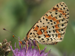 Roter Scheckenfalter Spotted Fritillary Melitaea didyma