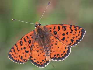 Roter Scheckenfalter Spotted Fritillary Melitaea didyma