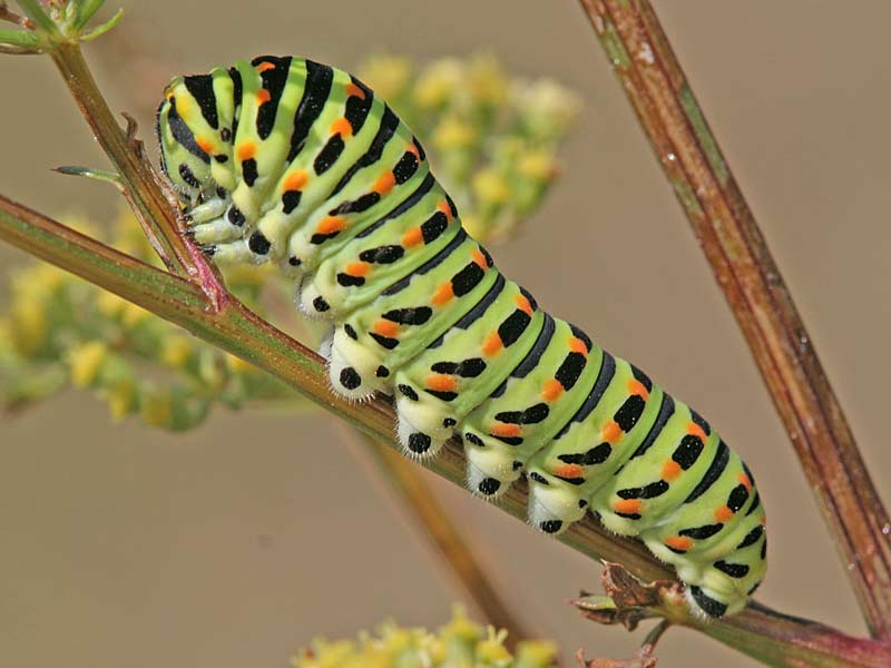 Papilio machaon  Schwalbenschwanz Swallotail