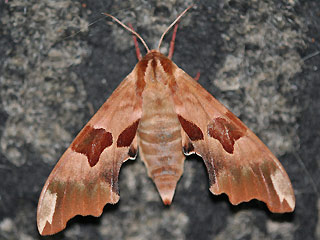 Lindenschwärmer Mimas tiliae Lime Hawk-moth