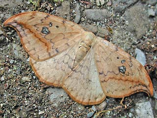 Heller Sichelflgler   Drepana falcataria   Pebble Hook-tip 