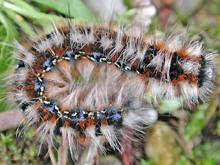 Raupe Hecken-Wollafter Eriogaster catax