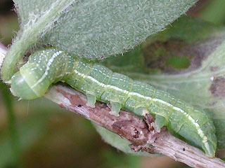 Raupe Orthosia incerta Variable Ktzcheneule Clouded Drab