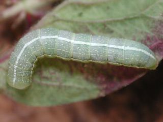 Raupe Orthosia incerta Variable Ktzcheneule Clouded Drab