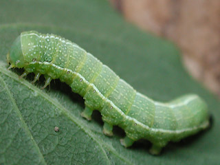 Raupe Orthosia incerta Variable Ktzcheneule Clouded Drab