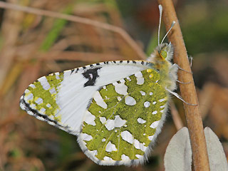 Westlicher Gesprenkelter Weiling   Euchloe crameri   Western Dappled White