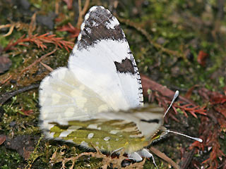 Westlicher Gesprenkelter Weiling   Euchloe crameri   Western Dappled White