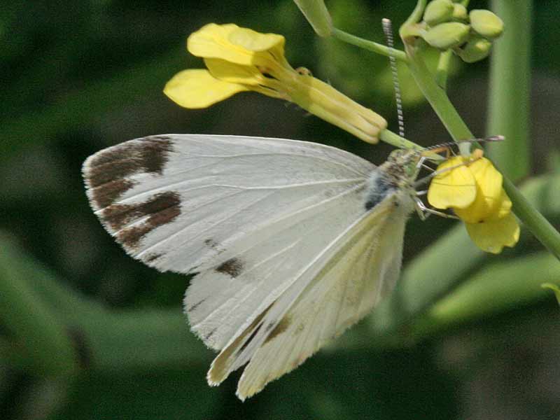 Pieris krueperi Krueper's Small White