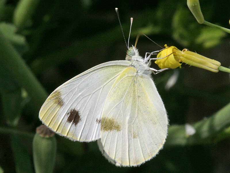 Pieris krueperi Krueper's Small White