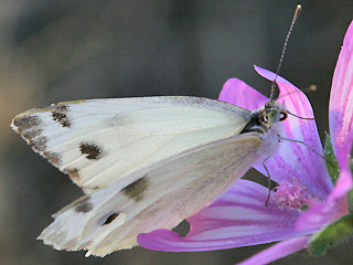 Mnnchen Pieris krueperi Krueper's Small White