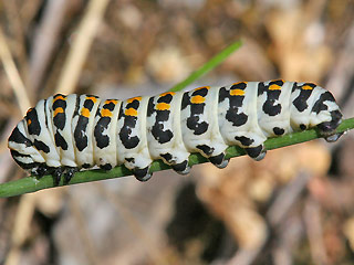 Raupe Südlicher Schwalbenschwanz   Papilio alexanor   Southern Swallowtail