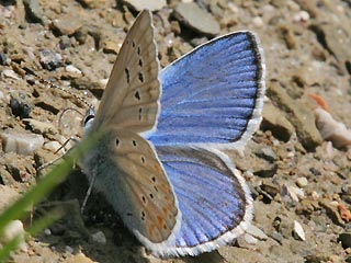 Mnnchen Wundklee-Bluling Polyommatus dorylas Turquoise Blue