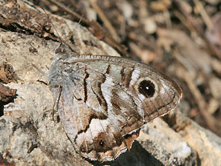 Hipparchia ( Pseudotergumia ) fidia Striped Grayling