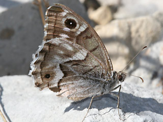 Hipparchia ( Pseudotergumia ) fidia Striped Grayling